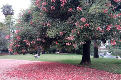 Parcão - Parque Moinhos de Vento